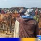 Caption: Aipda Liwail Amri, saat blusukan ke pasar hewan di Desa Aengsareh Sampang, (dok. regamedianews). 