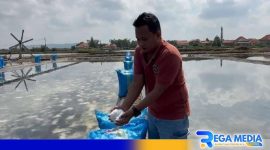 Caption: Moh Ishak bagian Purchasing PT Sumatraco meninjau produksi garam di Desa Ragung, (dok. regamedianews). 