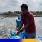 Caption: Moh Ishak bagian Purchasing PT Sumatraco meninjau produksi garam di Desa Ragung, (dok. regamedianews). 