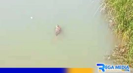 Caption: screenshot video viral hewan diduga buaya berkeliaran di sungai kali kemoning, (dok. regamedianews). 