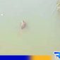 Caption: screenshot video viral hewan diduga buaya berkeliaran di sungai kali kemoning, (dok. regamedianews). 