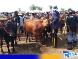 Jelang Idul Adha, Harga Sapi di Sampang Melonjak