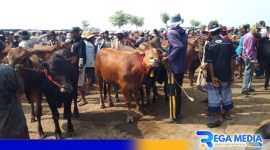 Caption: situasi pasar hewan Sampang, (dok. regamedianews). 