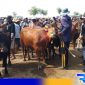 Caption: situasi pasar hewan Sampang, (dok. regamedianews). 