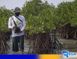 Kondisi Mangrove di Sampang Memprihatikan