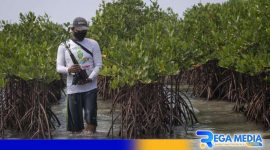 Caption: pelestarian pohon mangrove. 