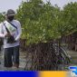 Caption: pelestarian pohon mangrove. 