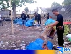 Polisi Gerebek Arena Judi Sabung Ayam di Sampang