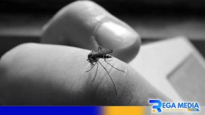 Kasus Demam Berdarah di Kabupaten Sampang Melonjak