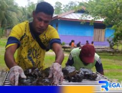 Masyarakat Warimak Kembangkan Budidaya Kepiting Bakau