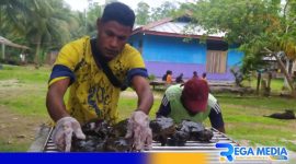 Caption: warga kampung Warimak Raja Ampat saat beraktivitas membudidaya kepiting bakau. 