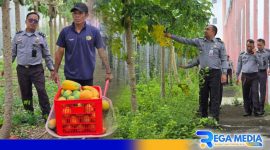 Caption: petugas Lapas Narkotika Pamekasan pantau aktivitas warga binaan saat panen pepaya california, (dok. regamedianews). 