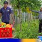 Caption: petugas Lapas Narkotika Pamekasan pantau aktivitas warga binaan saat panen pepaya california, (dok. regamedianews). 