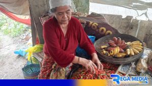 Musim Hujan Picu Cabai Busuk, Harga Melonjak Rp70 Ribu Perkilogram