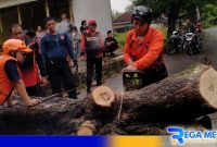 Caption: tim tanggap darurat BPBD Sampang saat mengevakuasi pohon tumbang di Desa Daleman, (dok. regamedianews). 