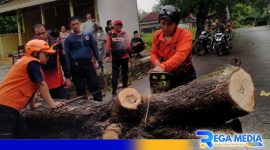 Caption: tim tanggap darurat BPBD Sampang saat mengevakuasi pohon tumbang di Desa Daleman, (dok. regamedianews). 