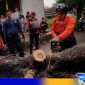 Caption: tim tanggap darurat BPBD Sampang saat mengevakuasi pohon tumbang di Desa Daleman, (dok. regamedianews). 