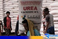 Caption: pupuk subsidi (sumber foto, Tempo.co). 