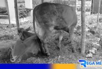 Caption: sapi milik warga Pamekasan yang tengah terjangkit wabah PMK, (dok. regamedianews). 