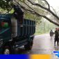 Caption: Kapolsek Robatal (AKP Siswanto) saat turun langsung evakuasi pohon tumbang, (dok. regamedianews). 