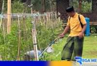 Caption: Penerapan teknologi seperti sensor nutrisi tanah dan rain harvesting, (dok. regamedianews). 