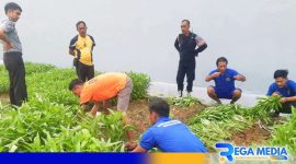 Caption: warga binaan Rutan Kelas IIB Sampang saat geluti sektor pertanian dan melakukan panen perdana. 