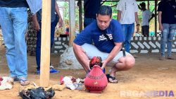 Ramadhan, Sampang Masih Marak Sabung Ayam