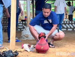 Ramadhan, Sampang Masih Marak Sabung Ayam