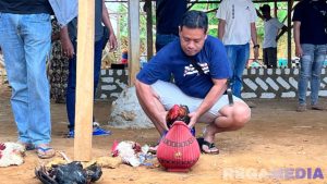 Ramadhan, Sampang Masih Marak Sabung Ayam