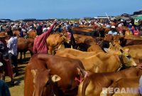 Caption: aktivitas para pedagang sapi di pasar hewan Desa Aengsareh Sampang Madura, (dok. regamedianews). 