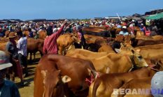 Jelang Idul Adha, Harga Sapi di Sampang Melambung