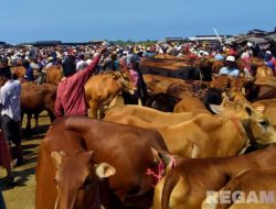 Jelang Idul Adha, Harga Sapi di Sampang Melambung