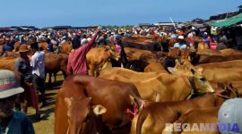 Caption: aktivitas para pedagang sapi di pasar hewan Desa Aengsareh Sampang Madura, (dok. regamedianews). 
