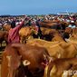 Caption: aktivitas para pedagang sapi di pasar hewan Desa Aengsareh Sampang Madura, (dok. regamedianews). 