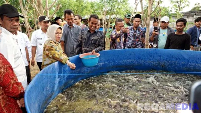 Caption: Sesdirjendikti Kemendikti Saintek meninjau langsung lokasi budidaya lele probiotik oleh UTM di Desa Tengket Arosbaya Bangkalan, (dok. regamedianews). 