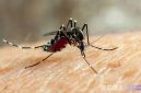 Caption: ilustrasi serangan nyamuk Aedes Aegypti, (sumber foto: siloam hospital). 