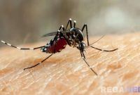 Caption: ilustrasi serangan nyamuk Aedes Aegypti, (sumber foto: siloam hospital). 
