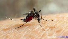 Caption: ilustrasi serangan nyamuk Aedes Aegypti, (sumber foto: siloam hospital). 
