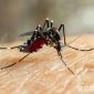 Caption: ilustrasi serangan nyamuk Aedes Aegypti, (sumber foto: siloam hospital). 
