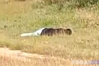 Caption: potongan video beredar di media sosial, tampak jasad korban tergeletak di tanah lapang di Desa Rapa Daya, (dok. regamedianews). 
