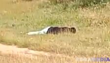 Caption: potongan video beredar di media sosial, tampak jasad korban tergeletak di tanah lapang di Desa Rapa Daya, (dok. regamedianews). 