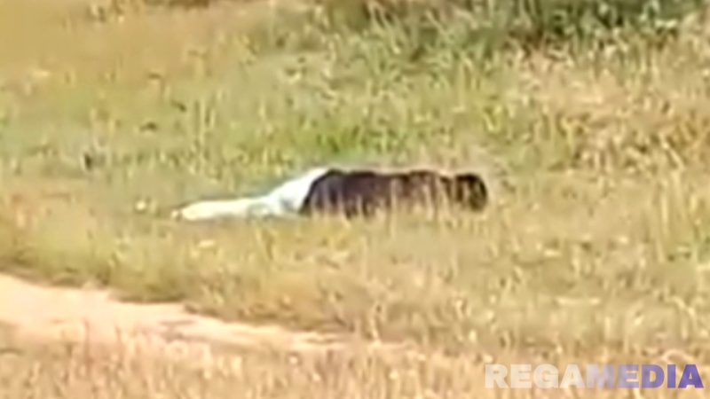 Caption: potongan video beredar di media sosial, tampak jasad korban tergeletak di tanah lapang di Desa Rapa Daya, (dok. regamedianews). 