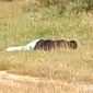 Caption: potongan video beredar di media sosial, tampak jasad korban tergeletak di tanah lapang di Desa Rapa Daya, (dok. regamedianews). 