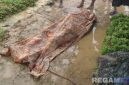 Caption: Mujib, korban tersambar petir tampak tergeletak ditutupi kain di lokasi kejadian, (dok. regamedianews). 