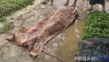 Caption: Mujib, korban tersambar petir tampak tergeletak ditutupi kain di lokasi kejadian, (dok. regamedianews). 