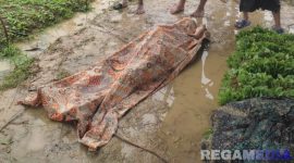 Caption: Mujib, korban tersambar petir tampak tergeletak ditutupi kain di lokasi kejadian, (dok. regamedianews). 