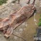 Caption: Mujib, korban tersambar petir tampak tergeletak ditutupi kain di lokasi kejadian, (dok. regamedianews). 