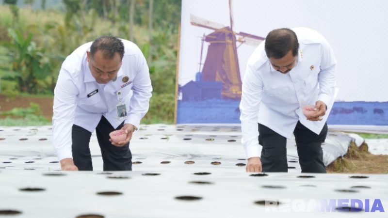 Caption: Menteri Imipas (Agus Andrianto), menanam bibit edamame dan kubis di lahan SAE L’Sima, Kabupaten Malang, (foto istimewa). 