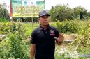 Caption: petani muda Pamekasan sukses panen semangka di lahan 1,5 hektar, (dok. regamedianews). 