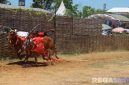Caption: sepasang sapi karap melaju pesat di jalur arena karapan sapi, di Desa Murtajih Kabupaten Pamekasan, (dok. regamedianews). 